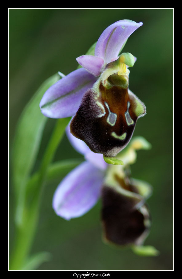 Ophrys argolica subsp. crabronifera x Ophrys holosericae